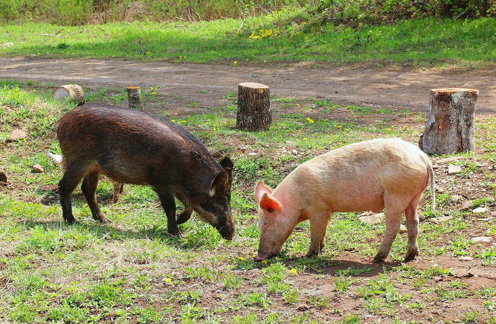 Фотография автора АЛЕКСАНДР ЦЫГЕЛЬНЮК