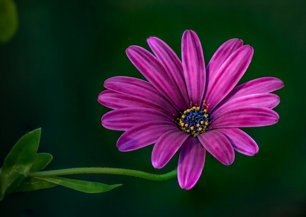 Osteospermum