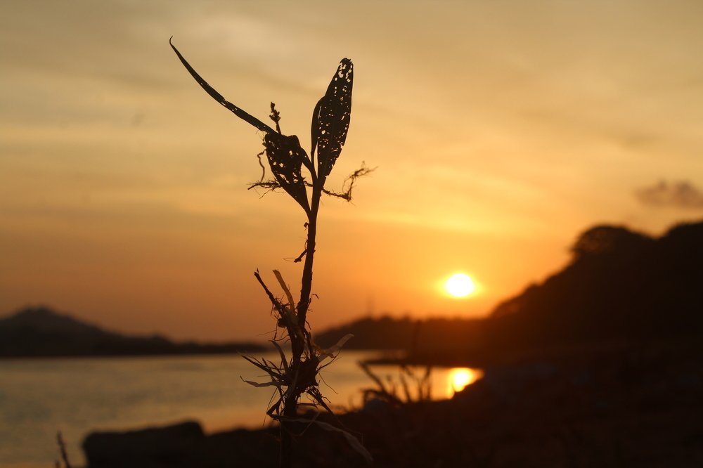 Photograph by Santosh Kottary