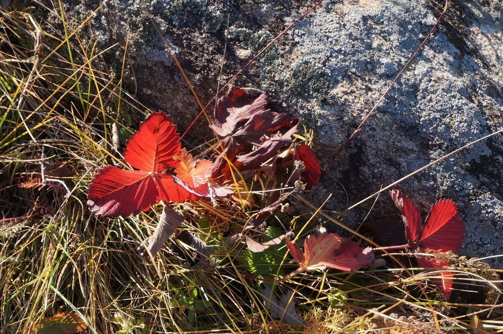 Photograph by Наталья Маслова