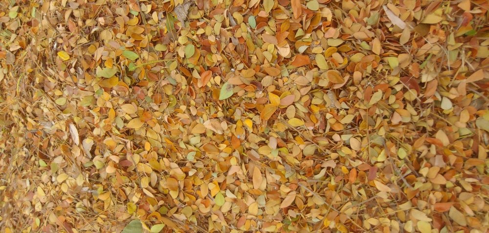 Photograph by Elena Chandran