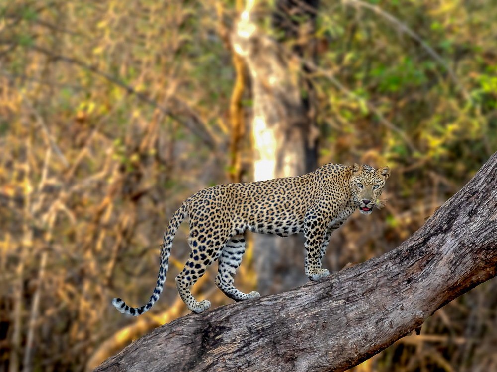 Leopard stare with tongue out