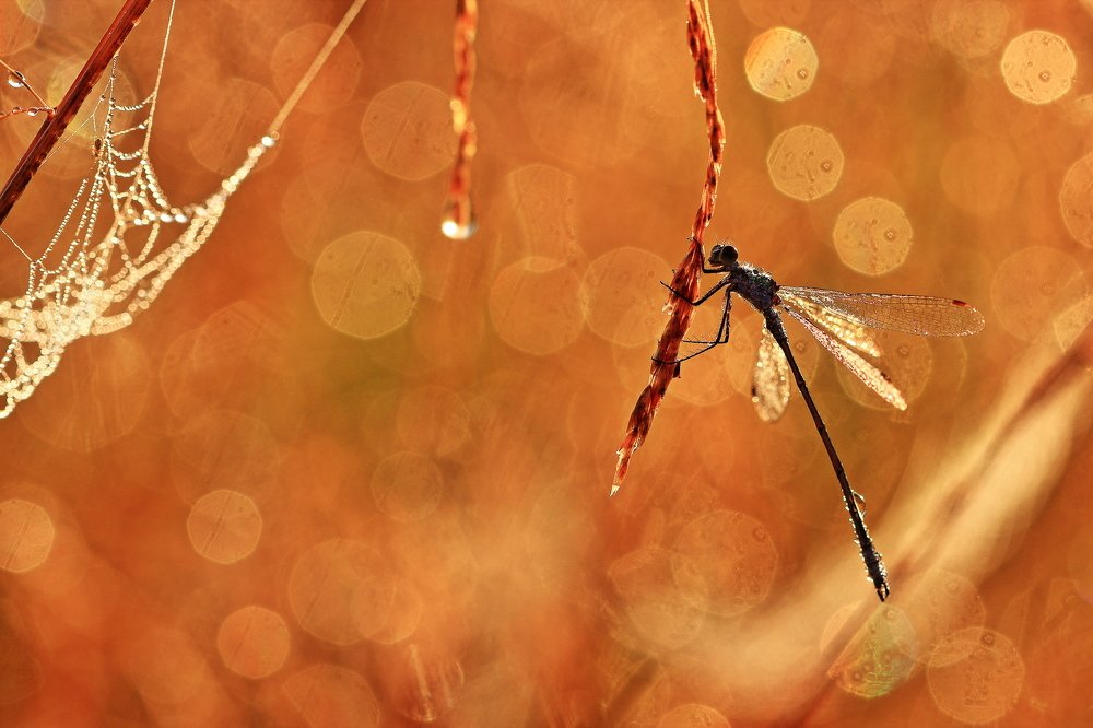 Photograph by Олег Резенов