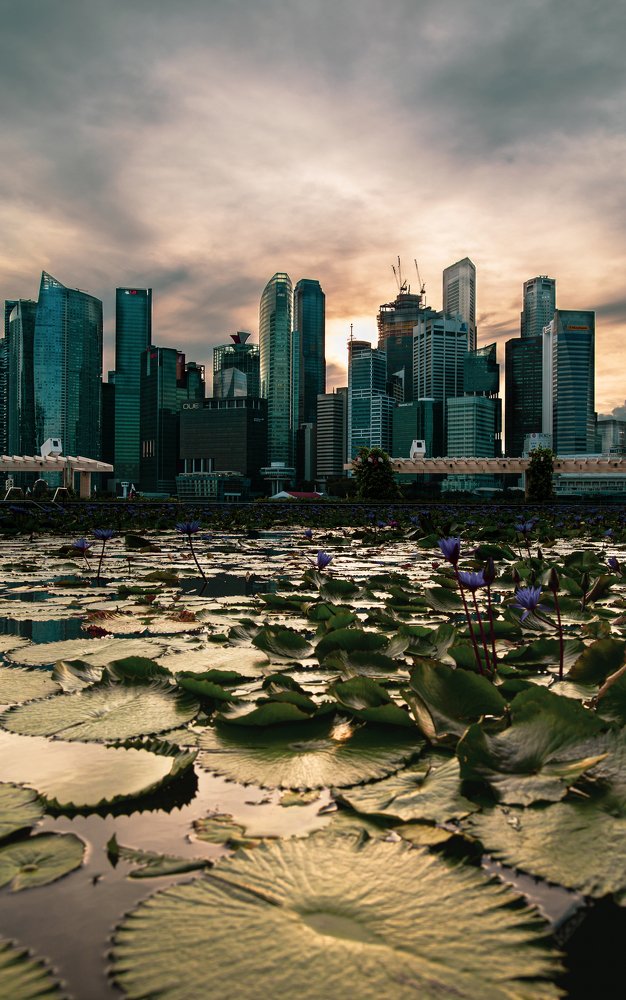 Photograph by Gerard Ngo