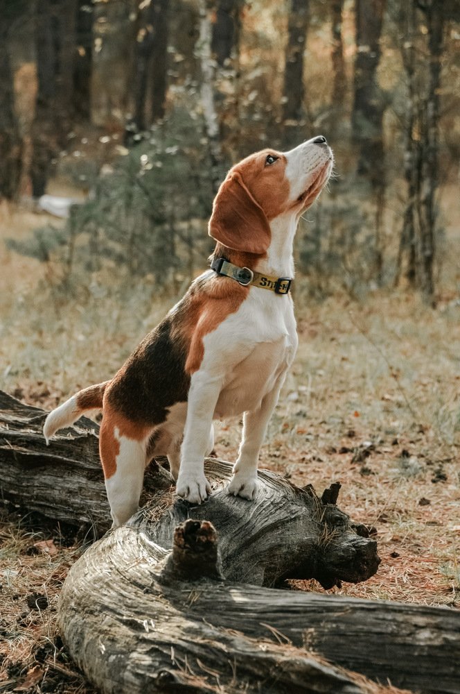 Фотография автора Полина Лебедева