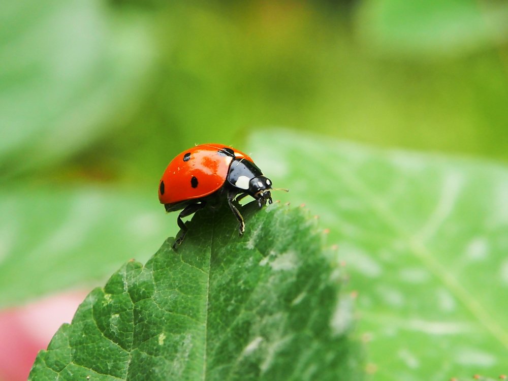 Photograph by Abdolreza Aleagha