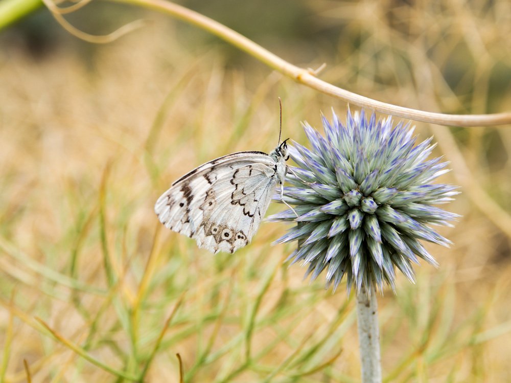 Photograph by Abdolreza Aleagha