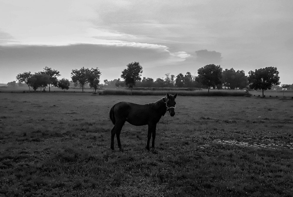 Photograph by SHOWRAV CHOWDHURY