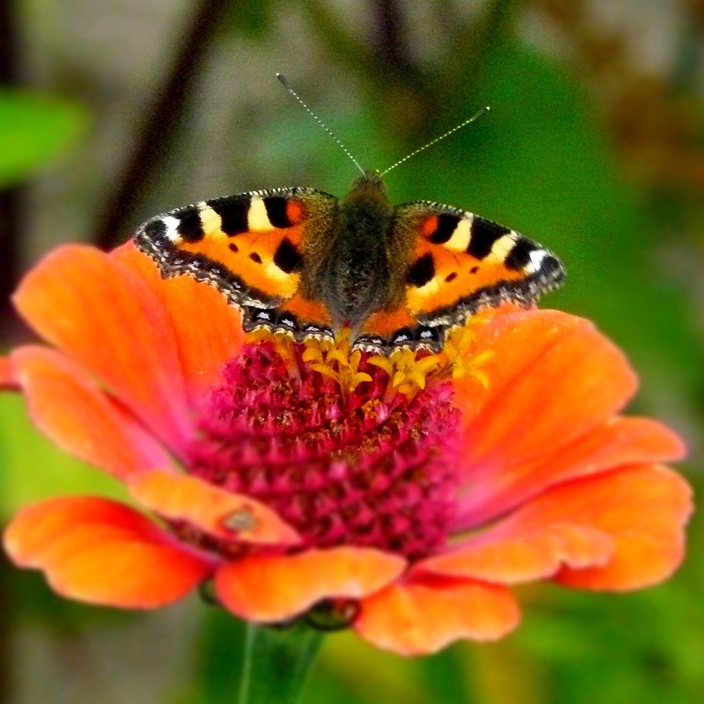 Photograph by Светлана Михайлова