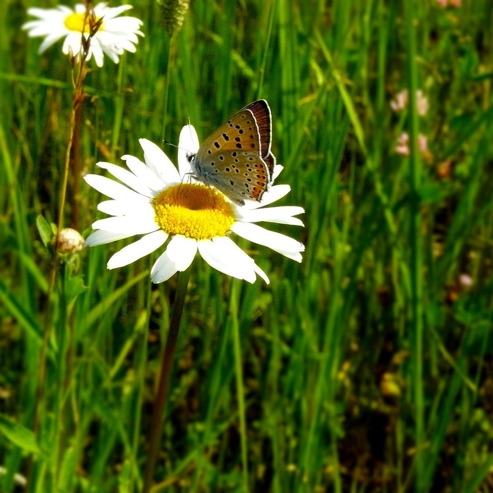 Photograph by Светлана Михайлова