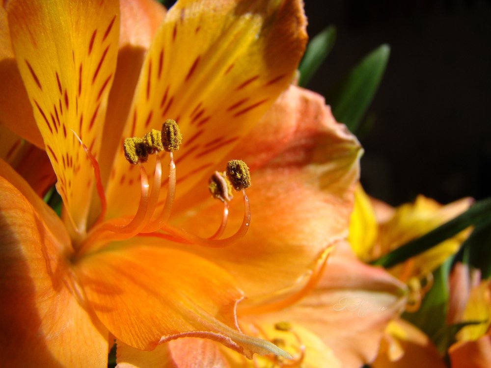 Альстромерия