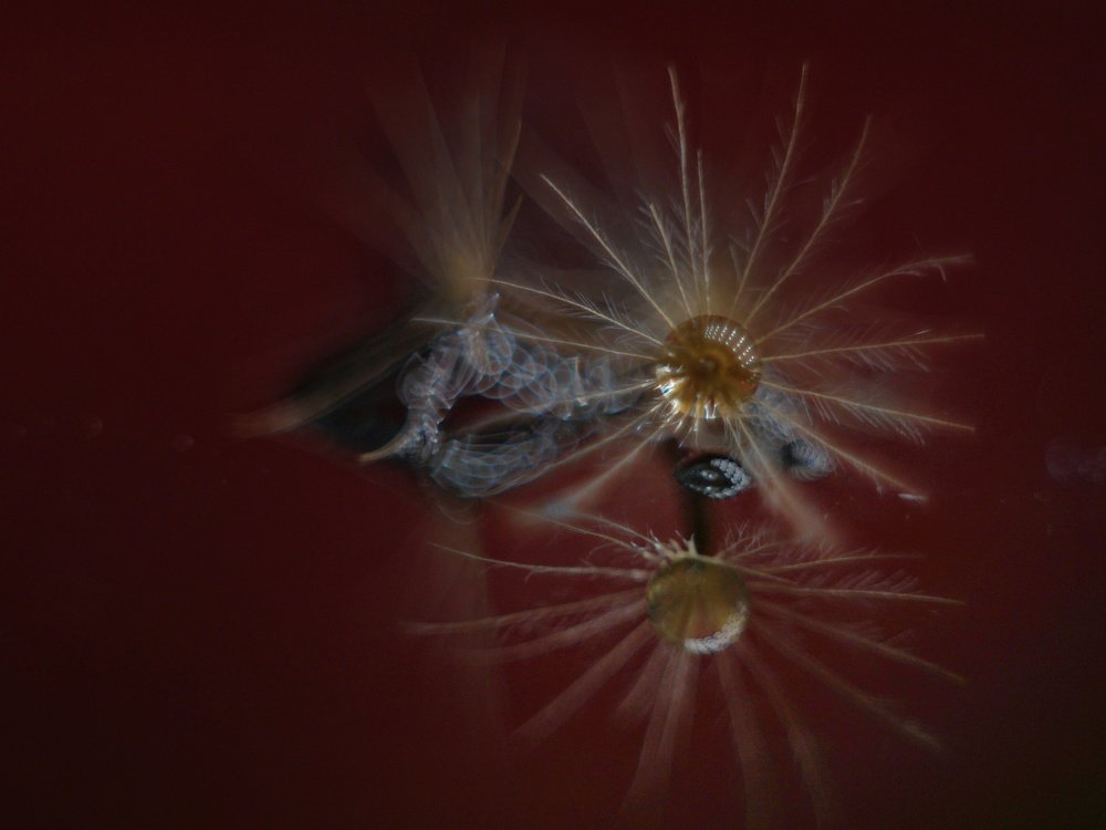 Photograph by Алеся Писнова