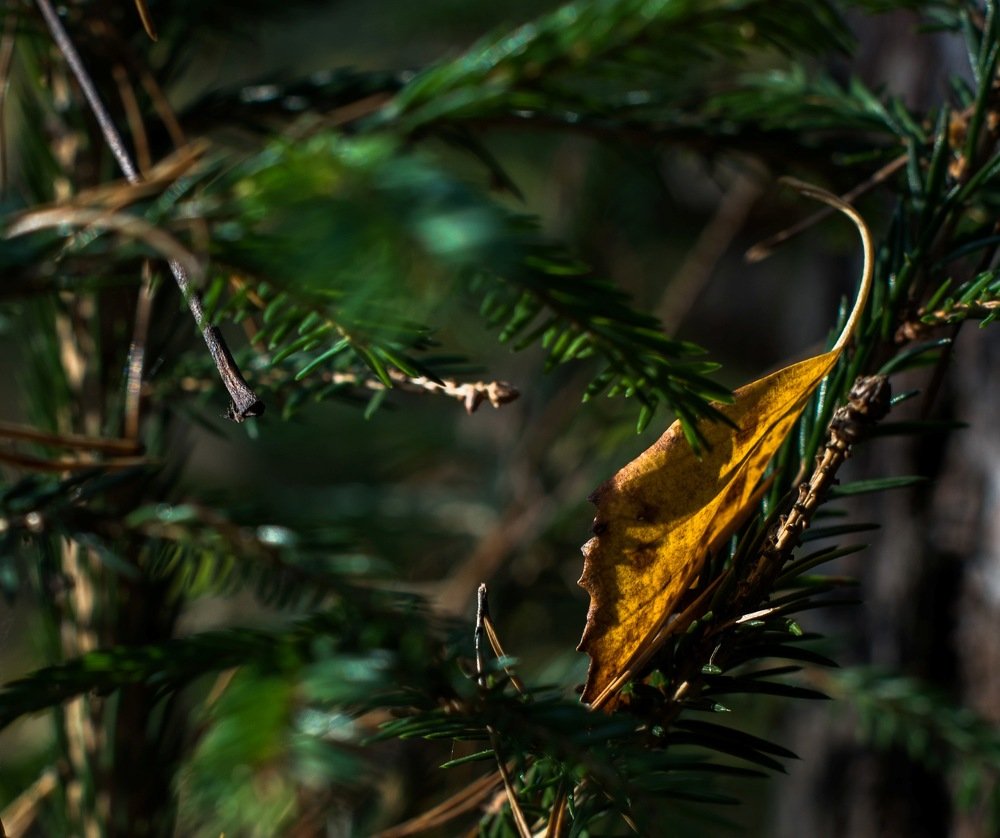 Photograph by Анна Углова