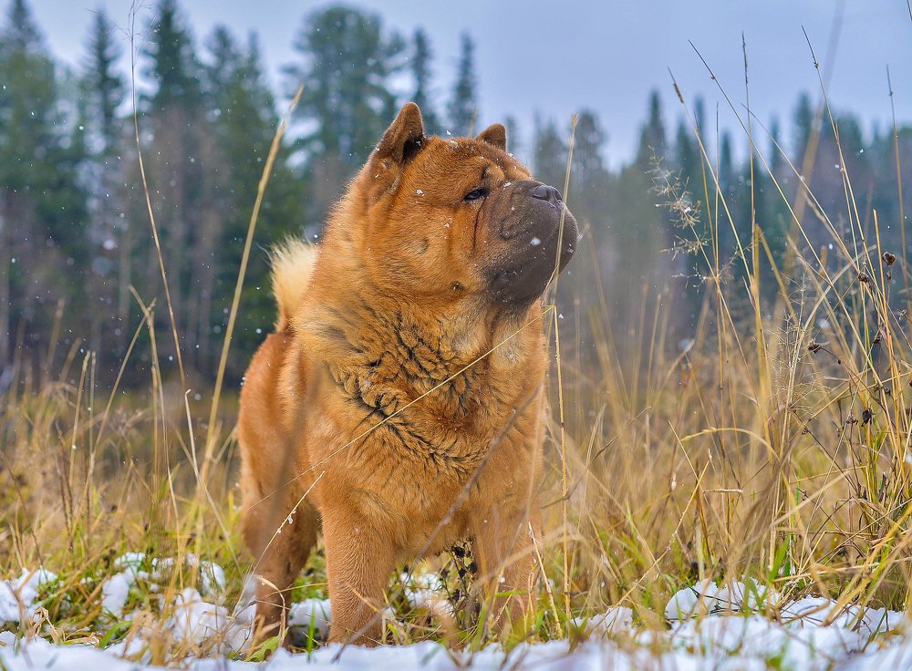 Photograph by Евгения Булавко