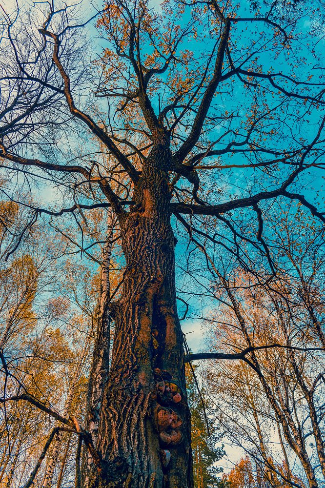 Домик белки