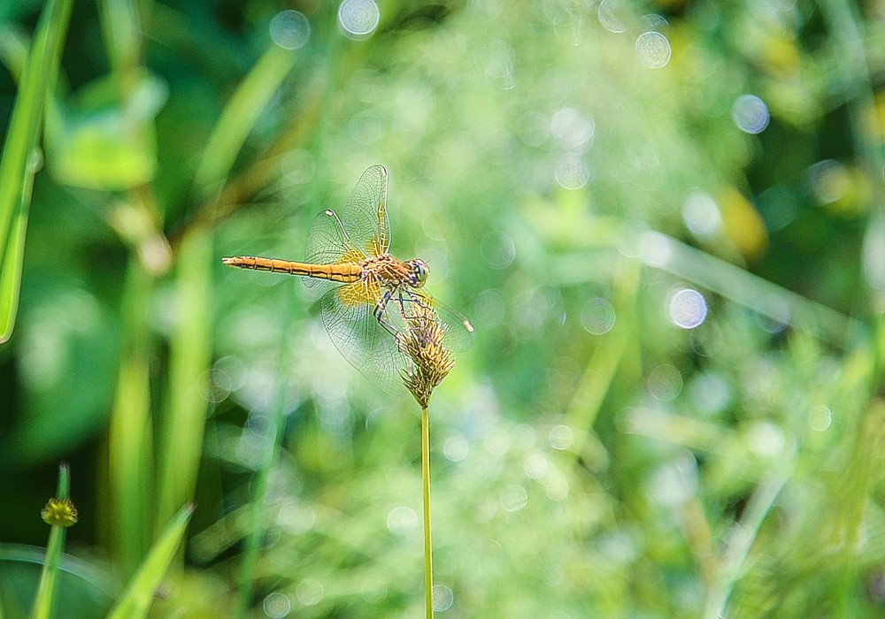 Photograph by Евгения Булавко
