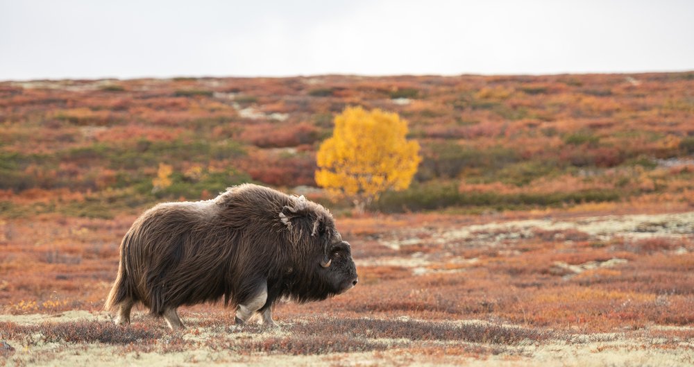 Moskus på Dovrefjell