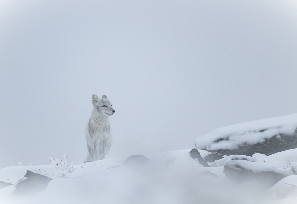 Fjellrev i vinterland