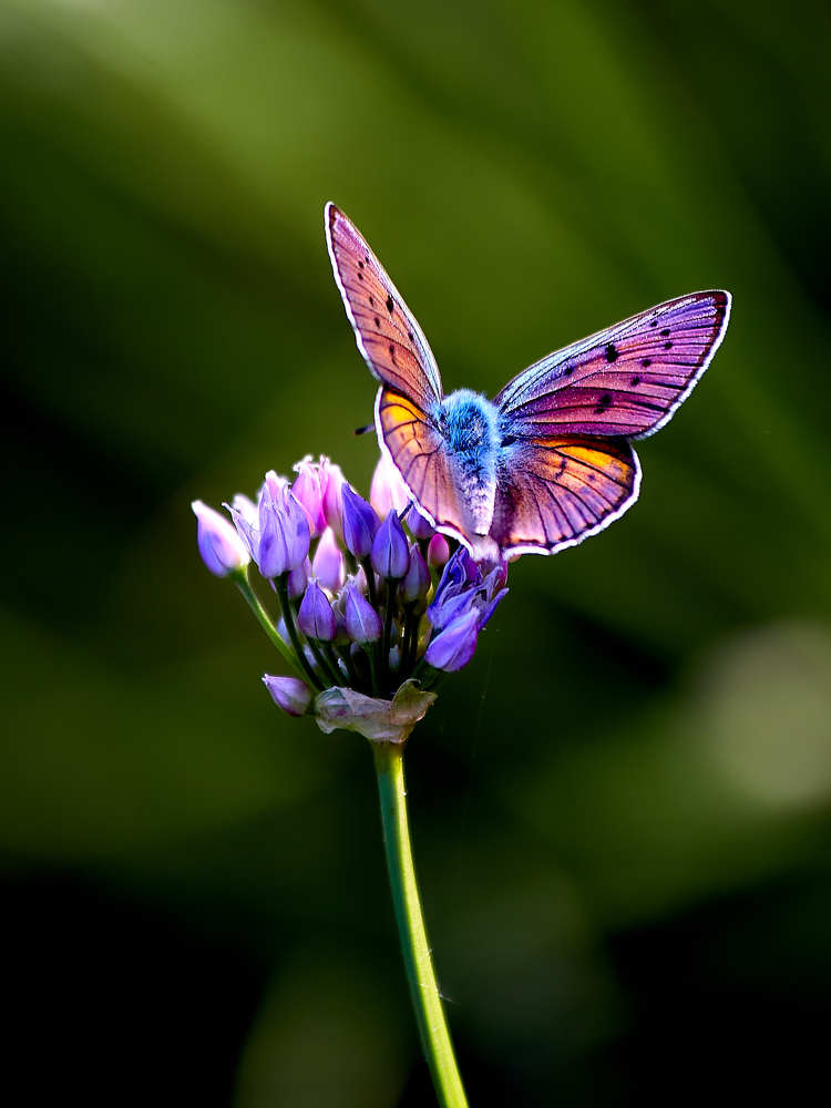 Photograph by Николай Зернов