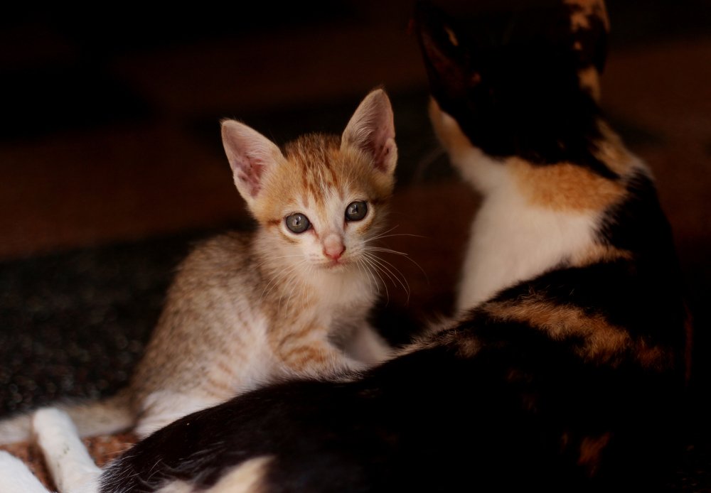 Photograph by Rijas Galleria