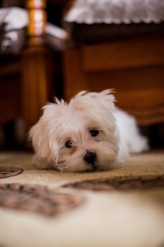 Photograph by Димитар Бирачоски