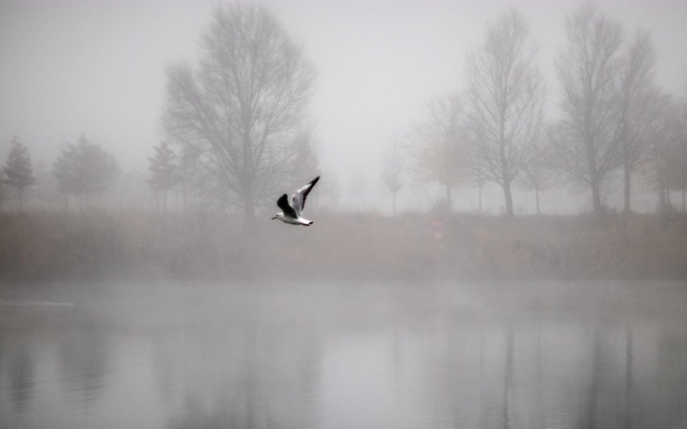 Photograph by Ксения Лаевская