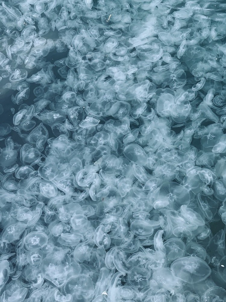 Photograph by Вера Силкина