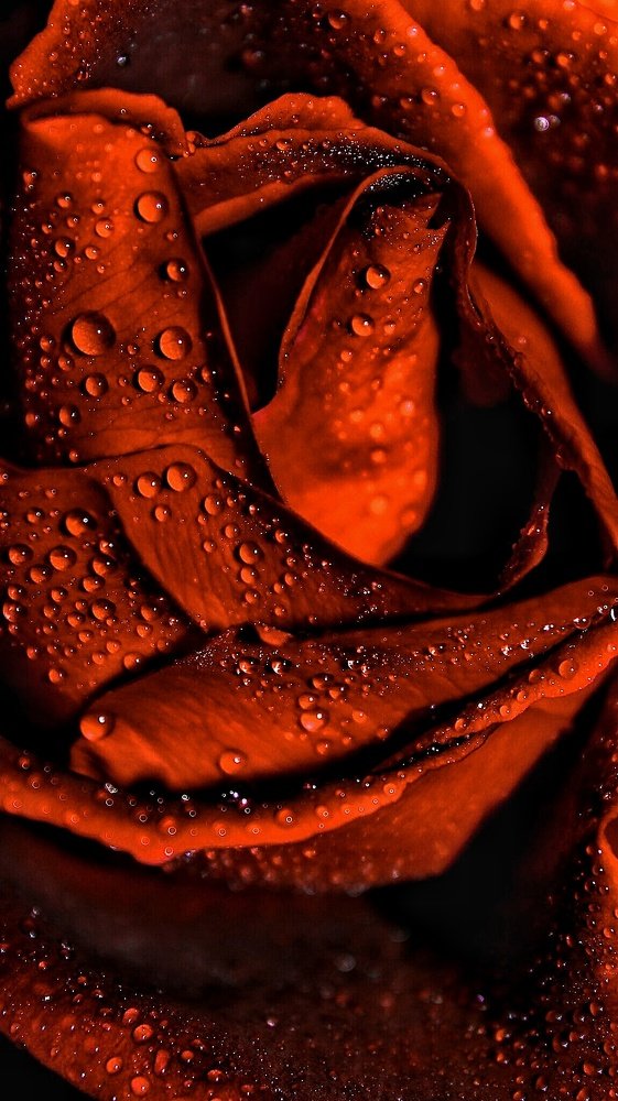 Photograph by Sajjad Mahdavi