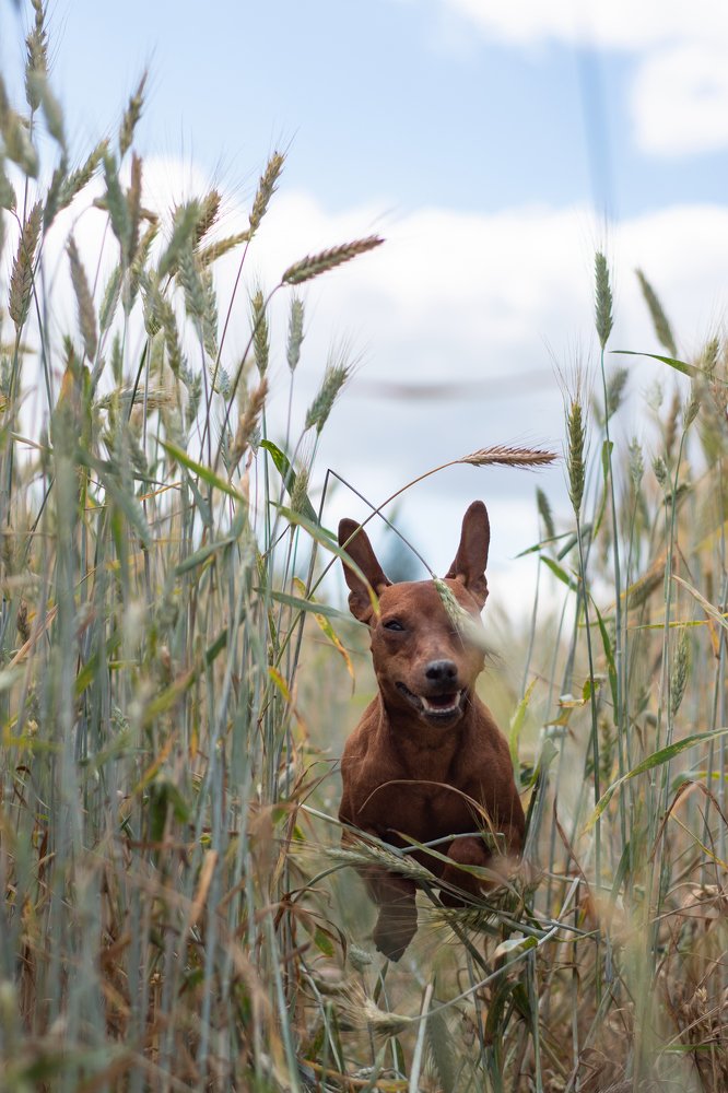 Фотография автора Татьяна Чапко