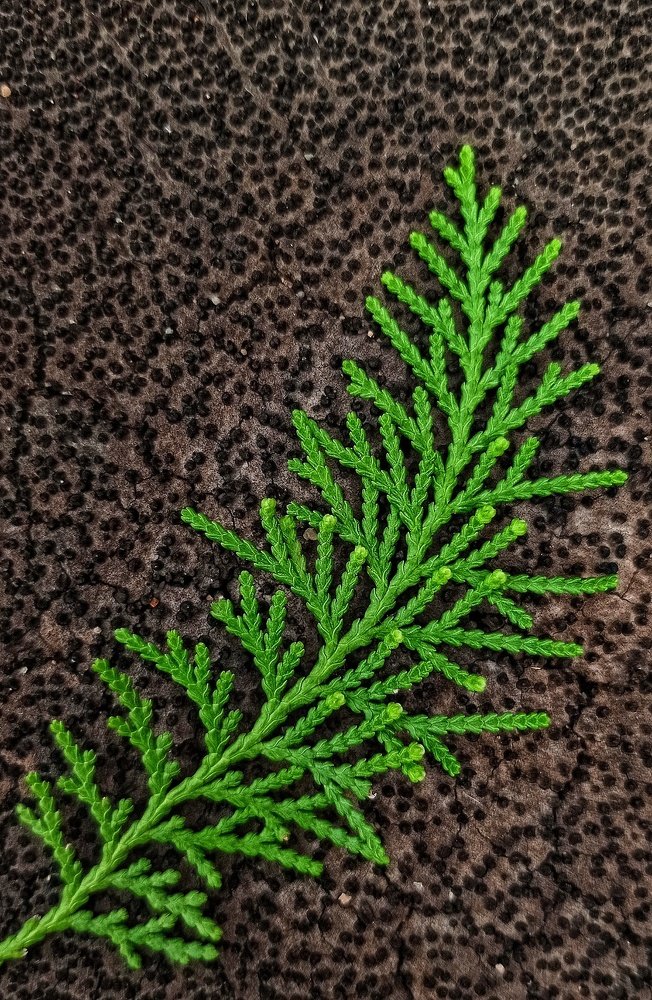 Photograph by Sai Ko Latt