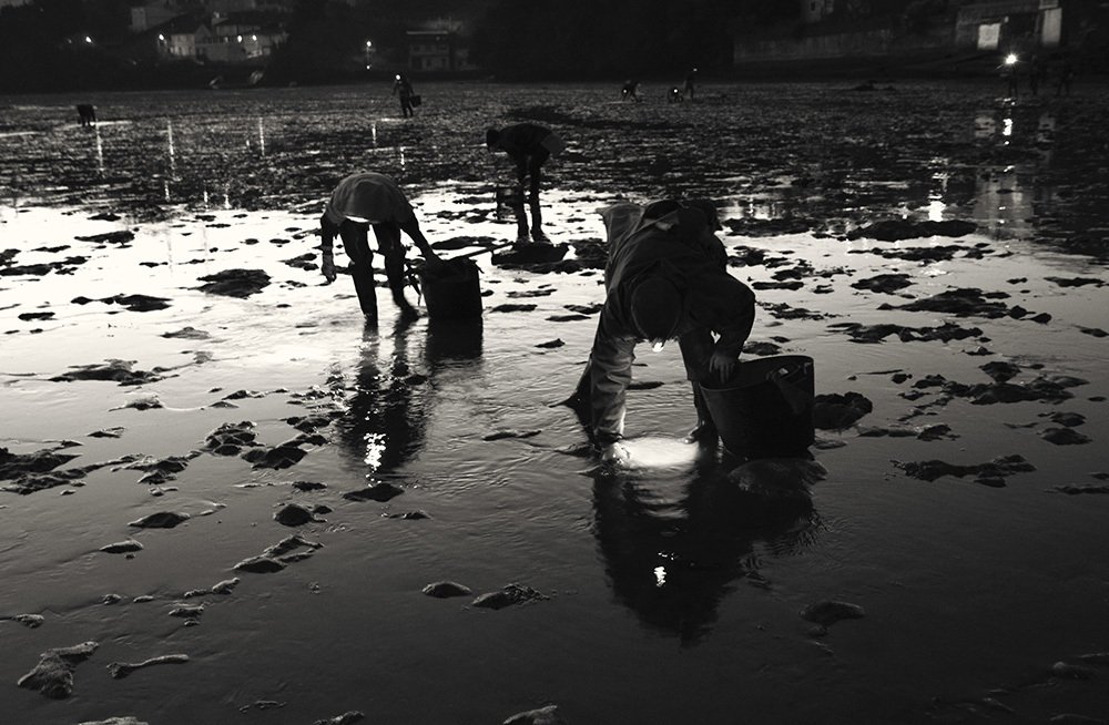 Gladiators of the Sea (Shellfish)