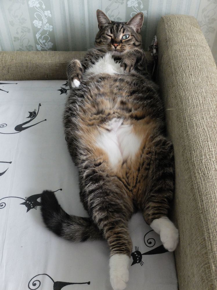 Когда жизнь удалась