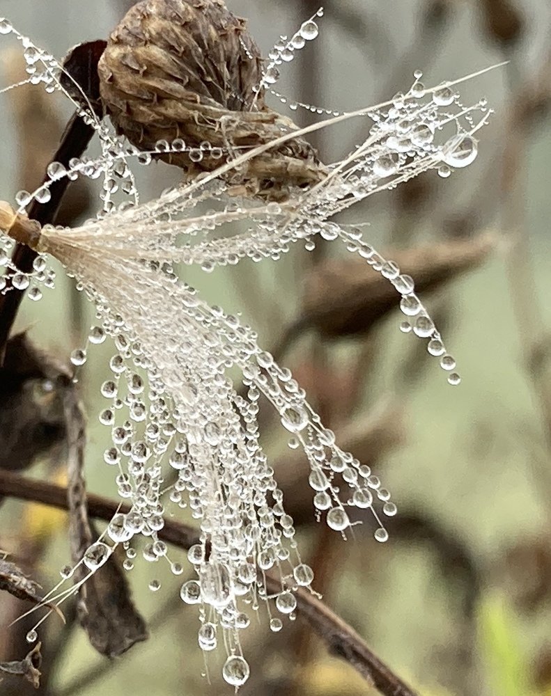 Photograph by Лена Гобена