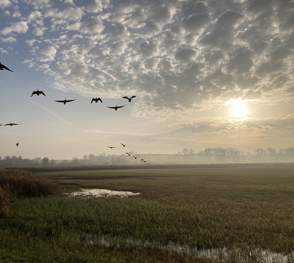 Улетают в тёплые края