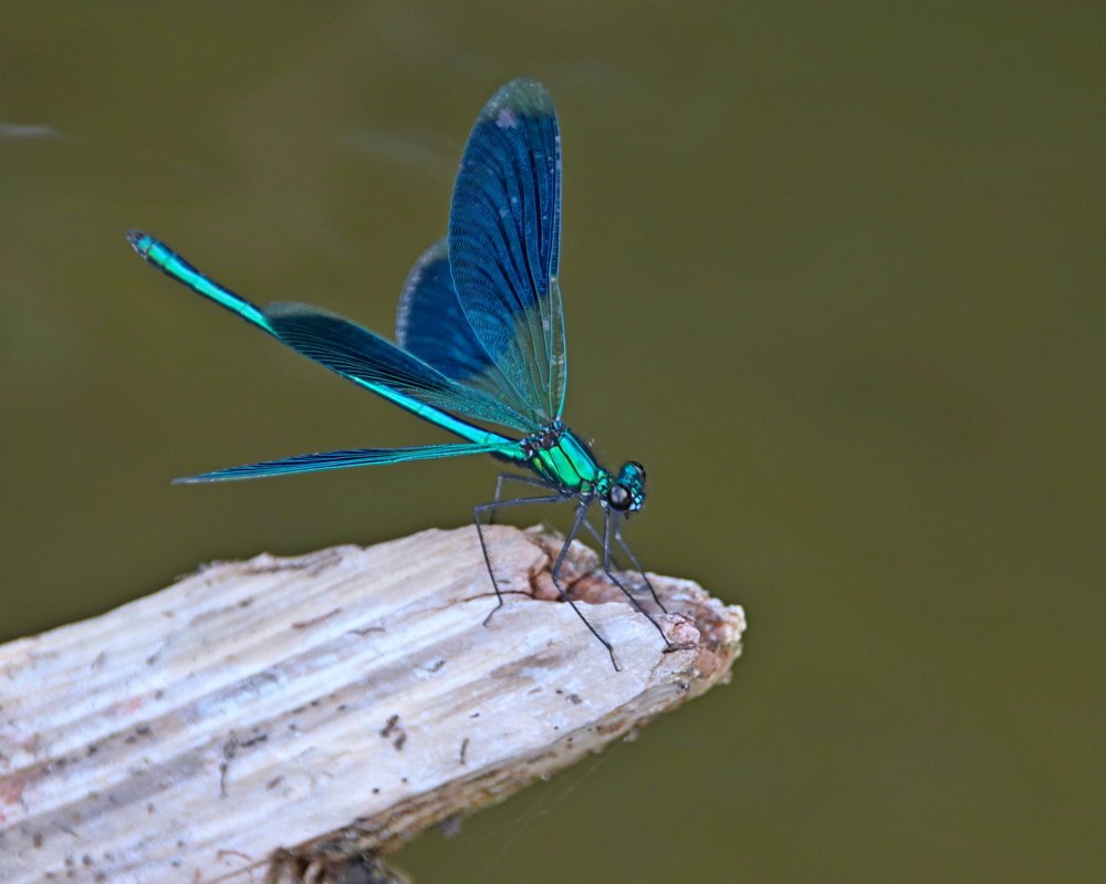 Photograph by Наталья Стальмакова