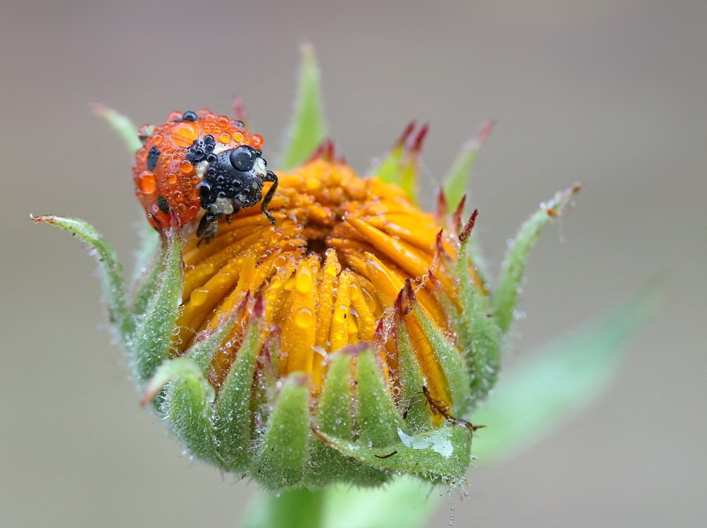 Photograph by Игорь Осипов