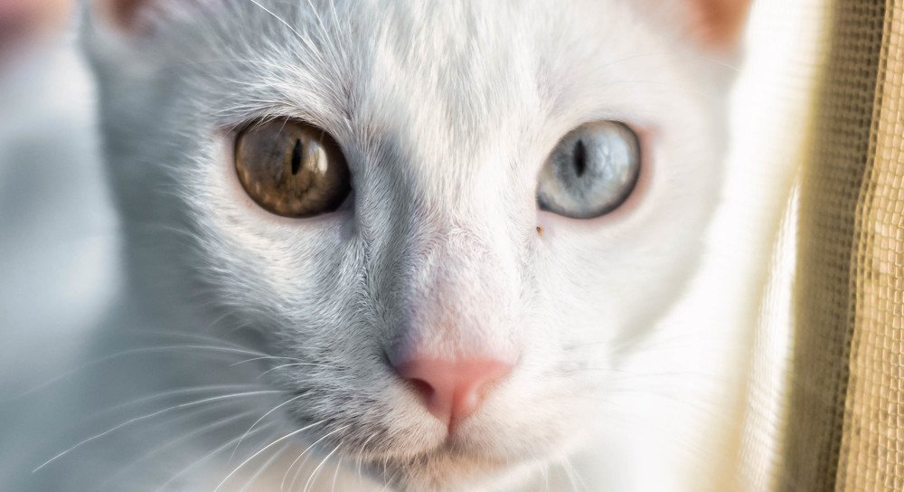 Photograph by Ali RAHILA