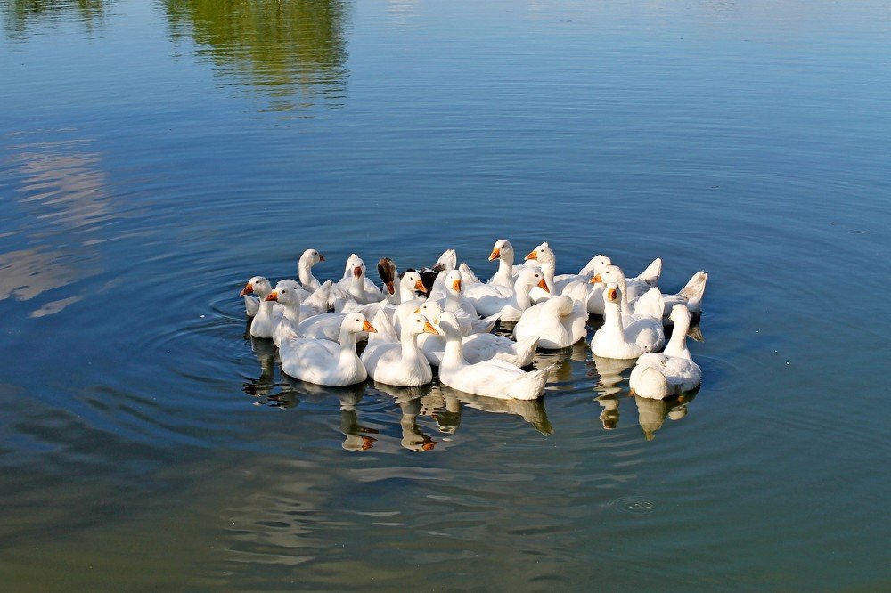 Photograph by Татьяна Перегудова