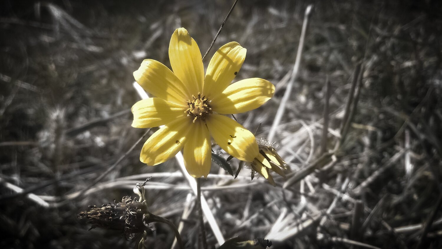 New year flower in Ethiopia