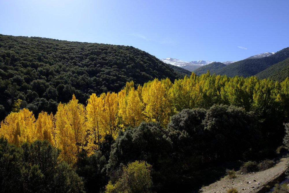 Autumn in La Dehesa del Camarate