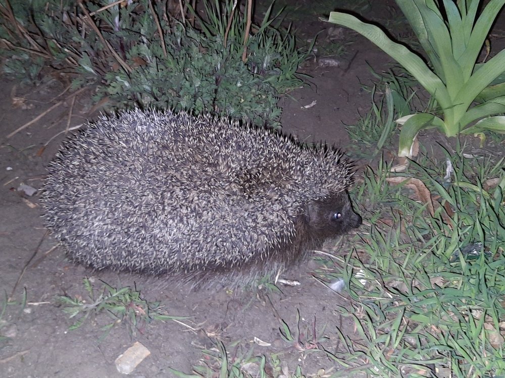 Photograph by Анатолий Зеленский