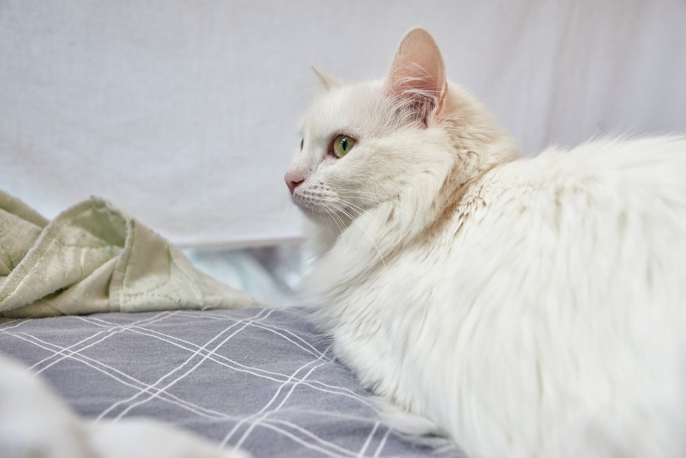 Photograph by Светлана Михайлова