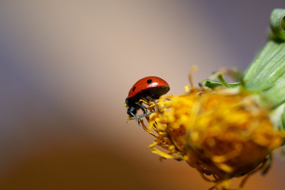 Photograph by Светлана Михайлова