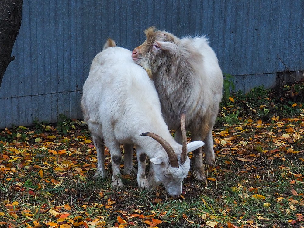 Photograph by Elena Khalizova