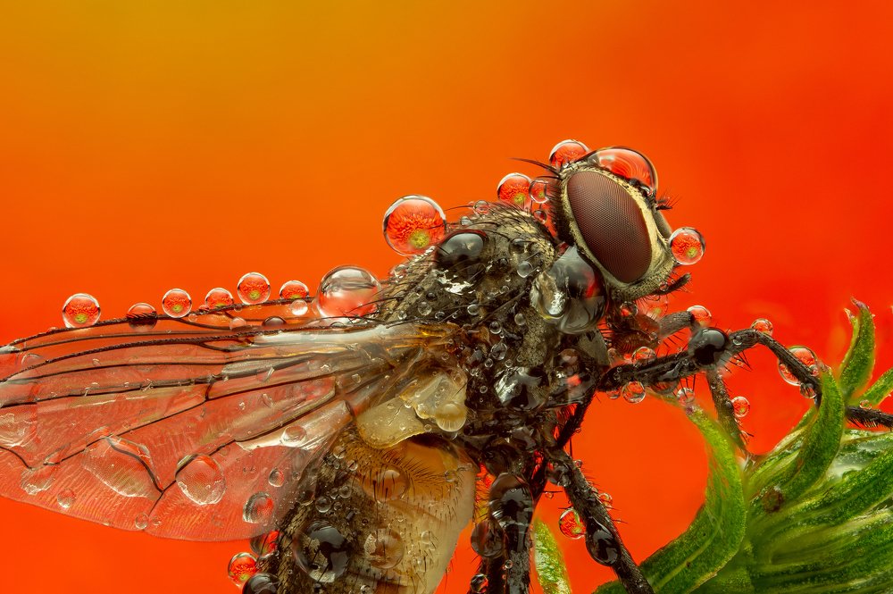 Photograph by Иван Радьков