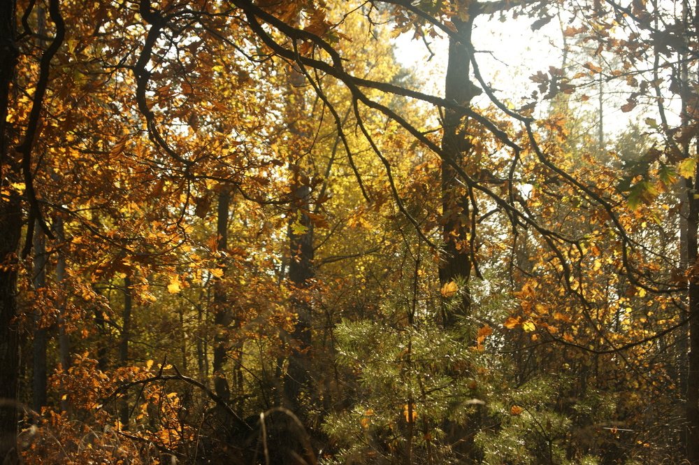 Photograph by Андрей Хитрун