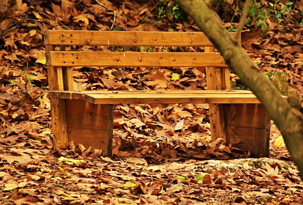 Photograph by Debbie Strauss