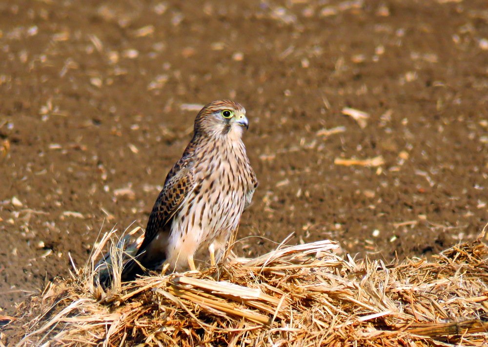 Пустельга в поле.