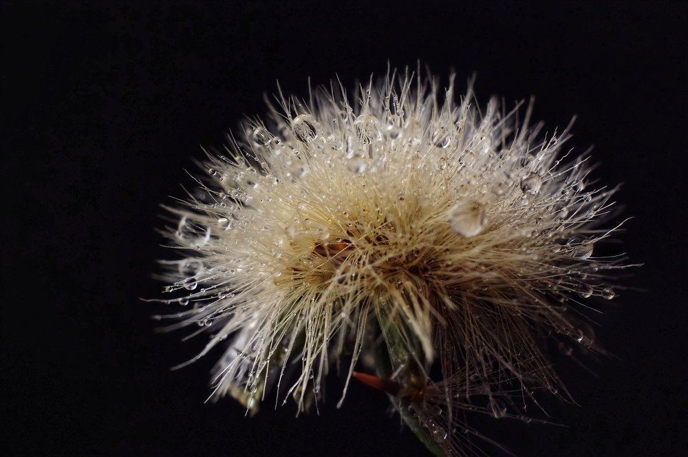 Photograph by Кристина Великанова