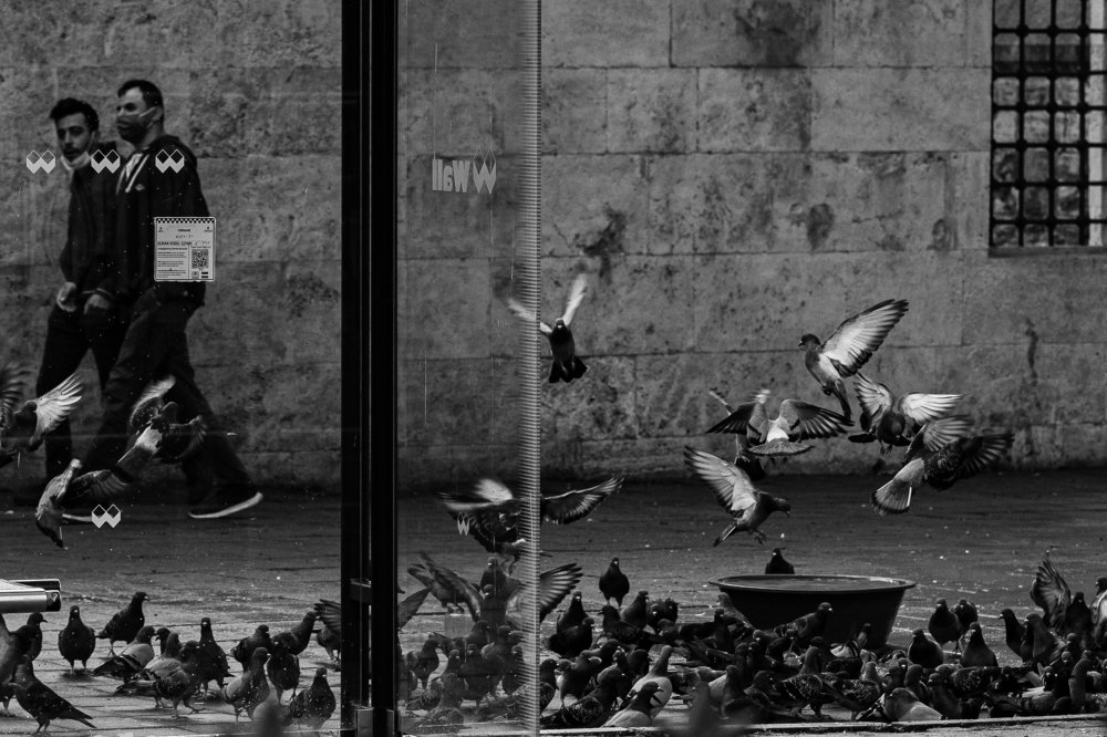 Стамбульские голуби